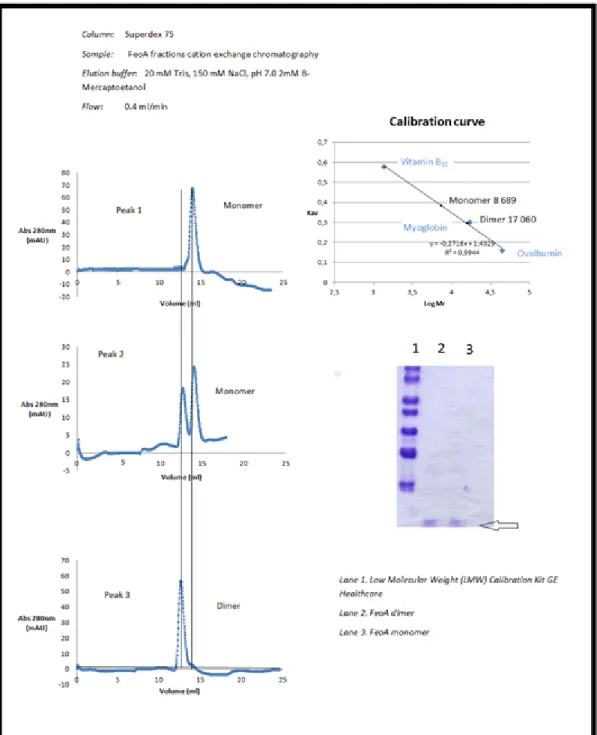 Figure 11: Size exclusion chromatography of the three peaks collected in the previous  ion  exchange  chromatography,  the  corresponding  SDS-PAGE  (15%Tris-Gly)  of  the  dimer and monomer fractions and the calibration curve of the Superdex 75 column