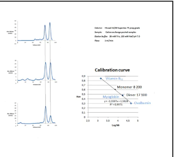 Figure  12:  Size  exclusion  chromatography  of  different  solutions  with  different  concentration  and  the  calibration  curve  of  the  HiLoad  16/60  Superdex  75  prep  column