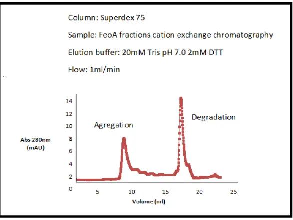 Figure  13:  Size  exclusion  chromatography  performed  without  the  presence  of  salt