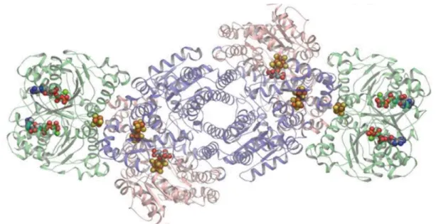 Figure 1.2: MoFe-nitrogenase complex. MoFe protein subunits in salmon (α subunits) and blue (β subunits) at the center with  two Fe proteins (green) bound on each end (Danyal et al., 2016)