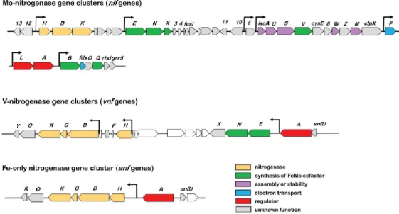 Figure 1.4: Organization of Mo, V, and Fe nitrogenase gene clusters in A. vinelandii. Adapted from Mus et al