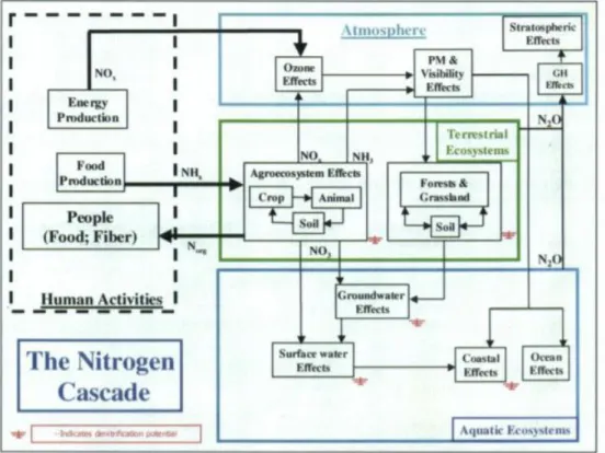 Figure 1.7: Illustration of the nitrogen (N) cascade showing the sequential effects that a single atom of N can have in various  reservoirs after it has been converted from a nonreactive to a reactive form
