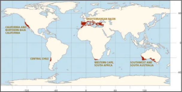 Figure 1.8: Representation of the location where mediterranean climate is present 