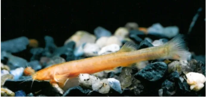 Figura 1.  Ituglanis ramiroi em aquário. Foto: Maria Elina Bi- Bi-chuette.