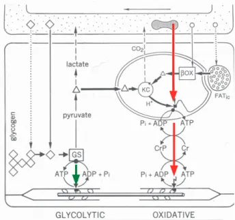 Figura 5. Representação esquemática de uma célula muscular  mostrando as diferentes vias metabólicas responsáveis pela  for-mação de moléculas de ATP