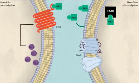 Figura 2. Esquema mostrando alguns elementos do sistema endocanabinoide. CB1 – receptor CB1