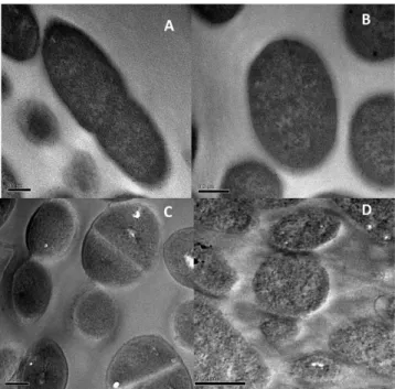 Figure 9.  Transmission electronic microscopy of bacterial cells challenged by clavanin