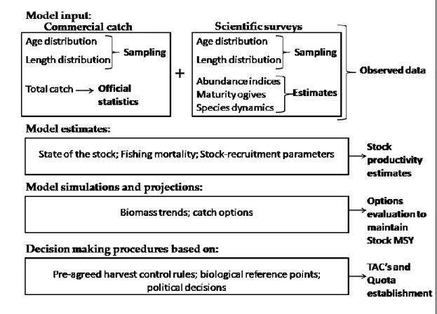 Figure 1-3 Data flow of information in general stock assessment practices.  