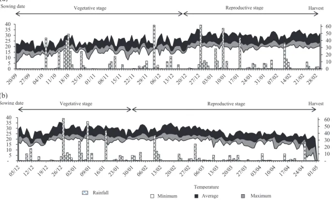 Figure 1. Daily meteorological data of temperature in ºC (rows) in the lower session, and precipitation in mm  (bars) in the upper session, during the maize cultivation cycles in preferential (a) and late (b) sowing season