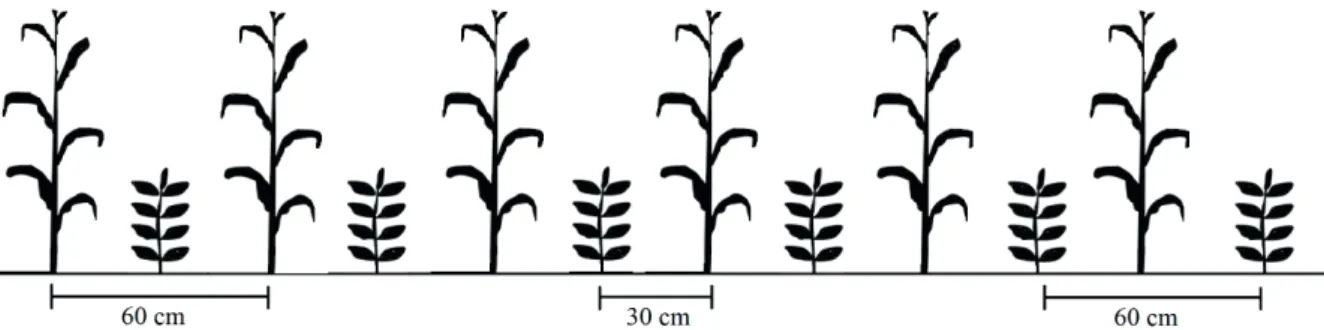 Figure 1. Row  arrangements  in  the  intercropping  of  maize  and  soybean,  Dois Vizinhos  –  Brazil  (2019) Source: Authors