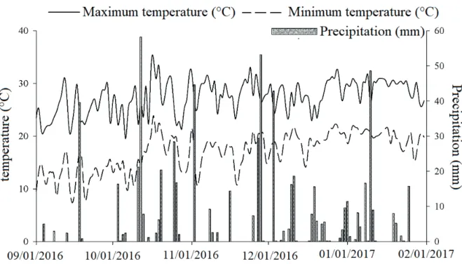 Figure 2. Maximum and minimum temperatures (°C) and precipitation (mm) recorded during the  experimental period