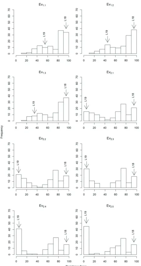 Figure 1. Frequency distribution of the SCMV score resistance means of 127 F 2:3  families and their parental  lines in three phenotypic evaluations in year 1 (Ev 1.1  to Ev 1.3 ) and five evaluations in year 2 (Ev 2.1  to EV 2.5 )