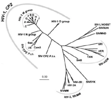 Figure 2 –  Phylogenetic relationship of primate lentiviruses based on identity of pol  gene  sequences