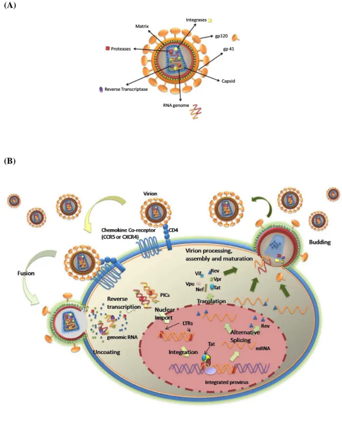 Figure 4 – The life cycle of HIV-1.  