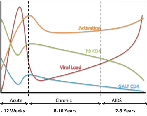 Figure 5 – Typical course of untreated HIV-1 infection. 