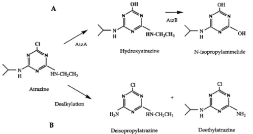 Figure 1.2 – Atrazine metabolic pathway in microorganisms. (A) The first two steps of the atrazine  biodegradation  pathway  in  Pseudomonas  sp