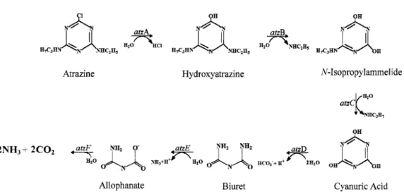 Figure  1.3  –  Complete  catabolic  pathway  for  atrazine  mineralization  by  Pseudomonas  sp