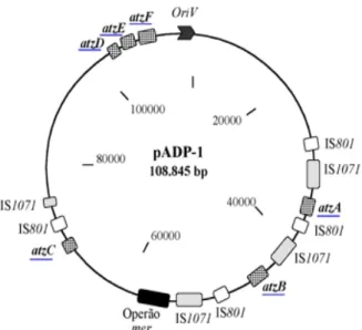 Figure 1.4 – Physical circular map of the catabolic  plasmid pADP-1  from Pseudomonas sp