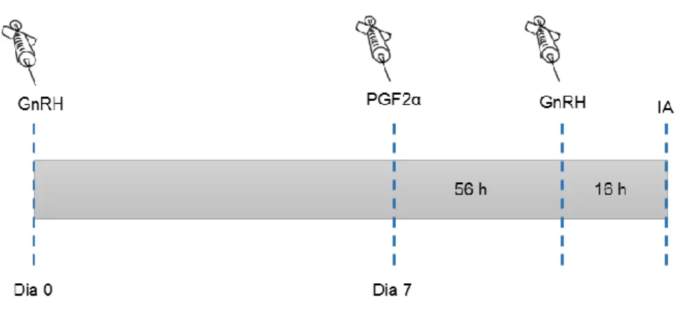 Figura 1 – Representação esquemática do protocolo Ovsynch, utilizado em animais com  anestros do tipo II e III (Adaptado de Brusveen et al., 2008)