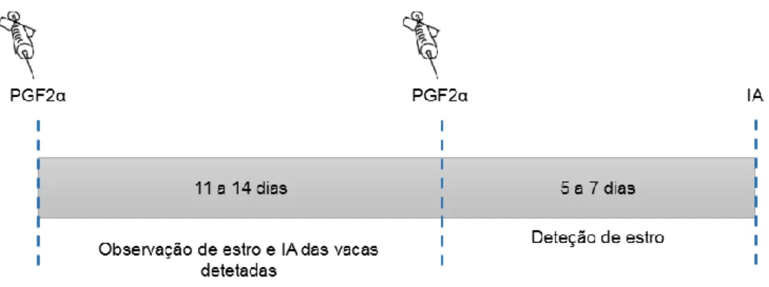 Figura 2 – Representação esquemática do protocolo  Presynch, utilizado em animais cíclicos e  com corpo lúteo (Adaptado de Moreira et al., 2001)