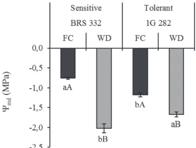 Figure 1. Leaf water potential at midday (Ψmd) in two sorghum hybrids contrasting for drought tolerance,  grown under different water levels in the soil (field capacity – FC, and water deficit – WD)