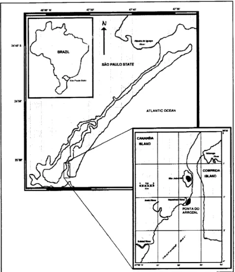 Fig. I. Location ofsampling site in Cananéia lagoon-estuarine region, São Paulo State.