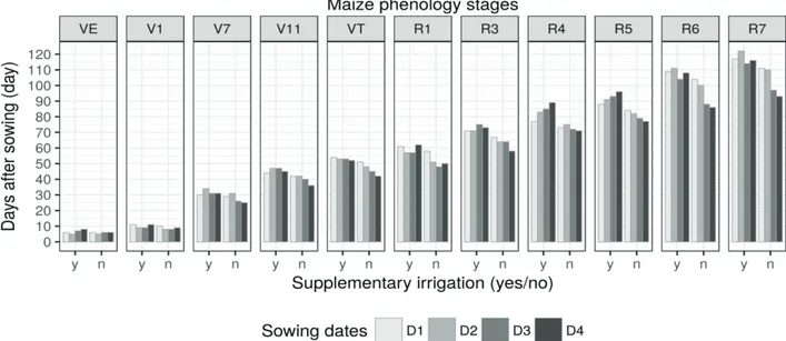 Figure 3. Maize phenology stages in DAS (days after sowing) for sowing dates, Tangará da Serra-MT.