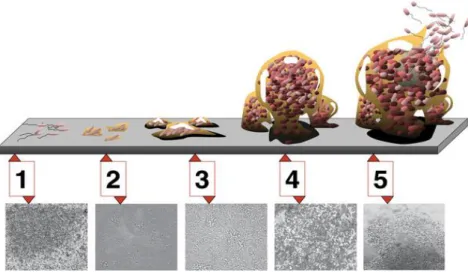 Figure 1 - Steps required for biofilm formation. [1] initial attachment, [2] irreversible attachment, [3-4] 