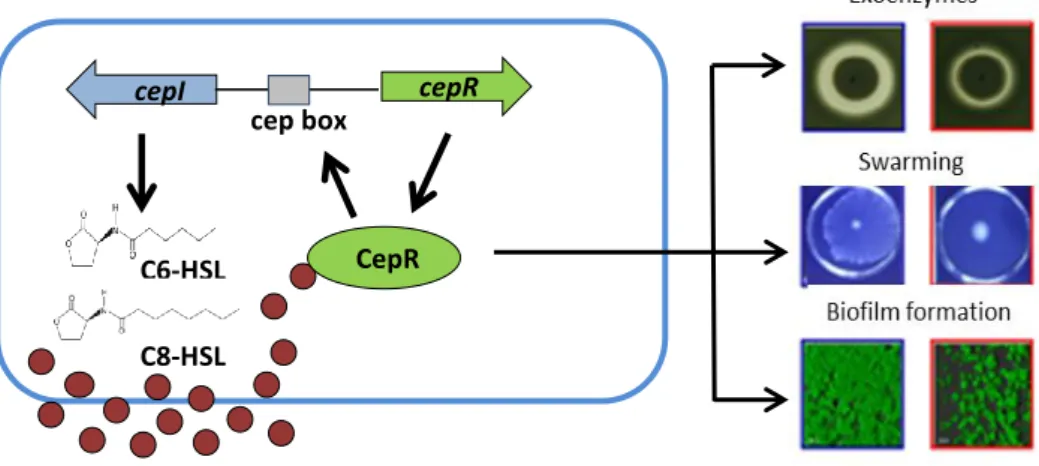 Figure  3  -  Schematic  representation  of  CepI/R  Burkholderia  QS  system  and  some  QS-regulated  phenotypes  (adapted  from  http://botserv1.uzh.ch/microbio/site/research/introduction/Burkholderia  Cepacia.php)