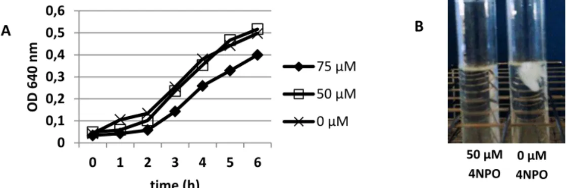 Figure 8 -  Determination of 4NPO sub-lethal concentration of 4NPO (A) and EPS precipitation by  addition of cold ethanol by B