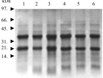 FIGURE 1 - SDS-PAGE of seed proteins of C. 