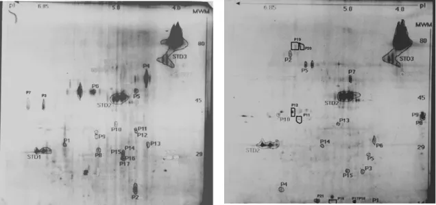 FIGURE 1 – Sample of a two-dimension electrophoresis gels representing adventitious and storage root