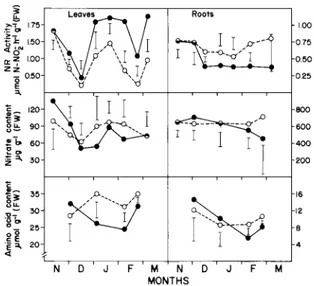 FIGURE 4 - Time course of nitrate reductase  (NR) activity and content of nitrate and amino  acids in leaves (left) and in roots (right) of fruiting  (solid line) and de-fruited (dotted line) coffee trees,  from November 1987 through early March 1988