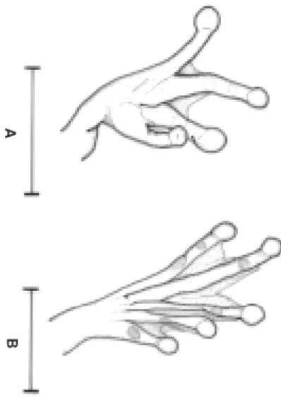Fig. 2 — (A) mano, (B) pata en vista ventral del holotipo de Hyla amicorum (USNM 216677)