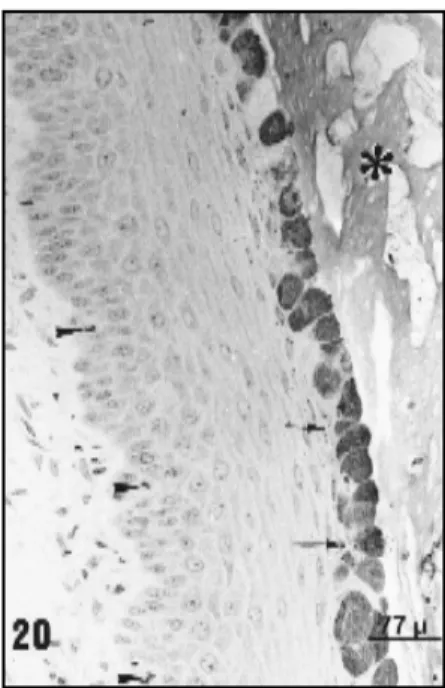 Fig 21 — Electronmicrograph of vaginal epithelium of Calomys callosus  during dioestrous 2