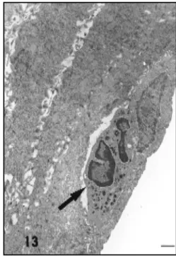 Fig. 13  — Electronmicrographs of vaginal epithelium of Calomys callosus during metoestrus l