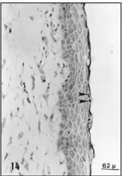Fig. 15 — Electronmicrograph of the upper re gion of the epithelium seen in the previous figure