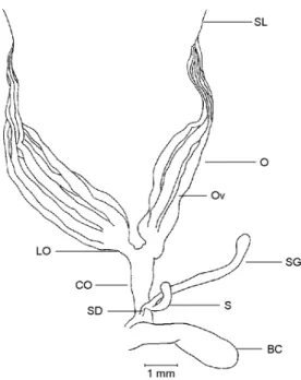 Fig. 2 — Female internal reproductive organs of a sexually mature specimen of Phytalus sanctipauli Blanchard, dorsal view