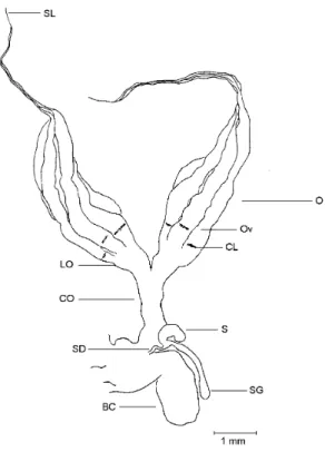 Fig. 4 — Male internal reproductive organs of a sexually immature specimen of Phytalus sanctipauli Blanchard, dorsal view