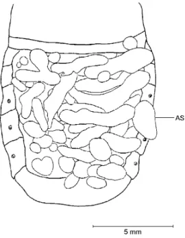 Fig. 6 — Dorsal view of the abdomen of Phytalus sanctipauli Blanchard collected from mid September onwards with  in-tegument partially removed