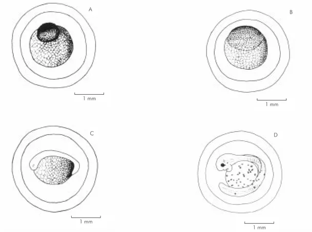 Fig. 2 — Stages of embryonic development: A) recently spawned; B) 4 hours; C) 16 hours; D) 38 hours after spawning.