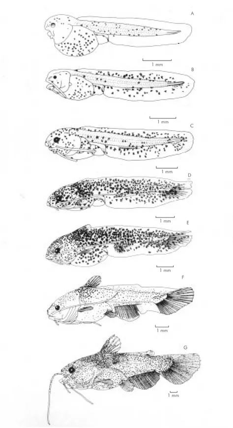 Fig. 3 — Development stages of Parauchenipterus galeatus: A) yolk sac larval stage (4.67 mm SL); B) preflexion stage (6.00 mm SL); C) beginning of flexion stage (7.20 mm SL); D) final flexion stage (7.80 mm SL); E) beginning of postflexion stage (8.70 mm S