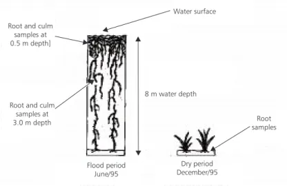 Fig. 1 — Development of O. glumaepatula in Lake Batata during the dry and flood periods in 1995.