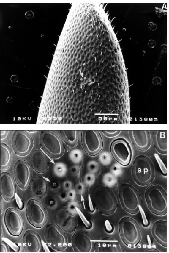 Fig. 1 — Scanning electron microscopy micrographies of the antennal flagellomeres of Africanized males