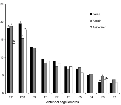 Fig. 2 — Mean number of sensilla coeloconica + sensilla ampullacea per antennal flagellomere in 3 types of honey bee males.