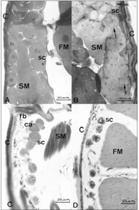 Fig. 2 — Mesothoracic glands of Nannotrigona testaceicornis. A. Virgin queen; B. Physiogastric queen; C