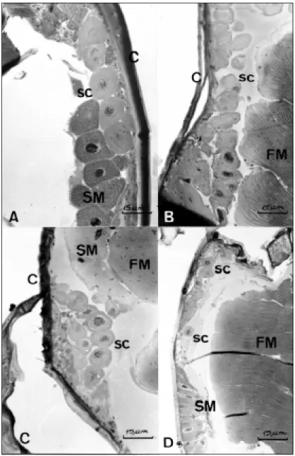 Fig. 3 — Mesothoracic glands of Scaptotrigona postica. A. Virgin queen; B. Physogastric queen; C