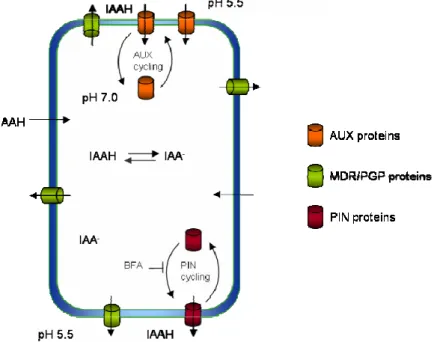 Fig. 1.1. Chemiosmotic hypothesis of polar, cell-to-cell, auxin transport. A pH gradient across the plasma membrane  leads to the accumulation of IAA in the cell