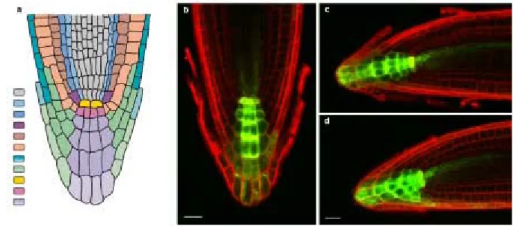 Fig. 1.3. Changes in gravity vector orientation induce asymmetric DR5-GFP expression in lateral root cap cells