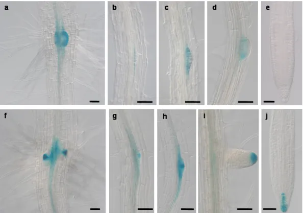 Fig. 3.7. PIN6 and DR5 expression in Arabidopsis roots. (a)-(e) pPIN6::GUS and (f)-(j) pDR5::GUS seedlings were grown  on AM medium under long-days condition (16h light/8h dark)